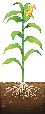 地下有根的新鲜玉米图片下载