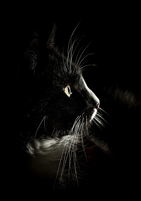 一张美丽的黑白猫的肖像图片下载