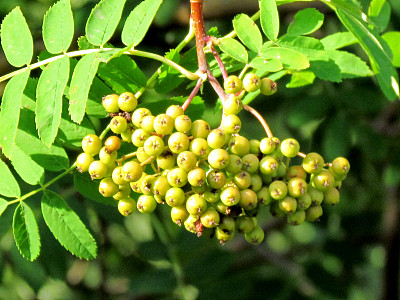 桑丘成熟的rowanberry 2017图片下载