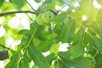 胡桃树图片下载