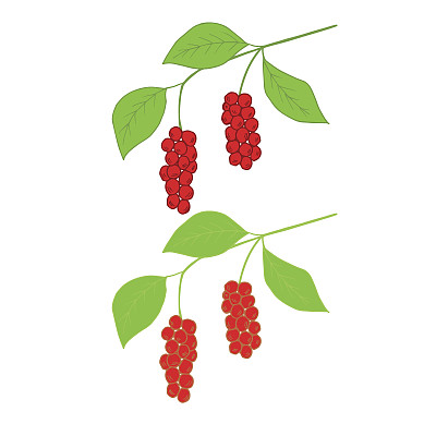 五味子在颜色，设置图片下载