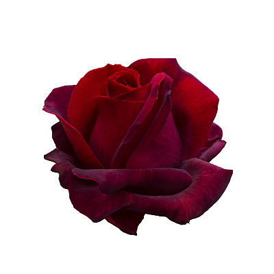 黑暗的红玫瑰图片下载