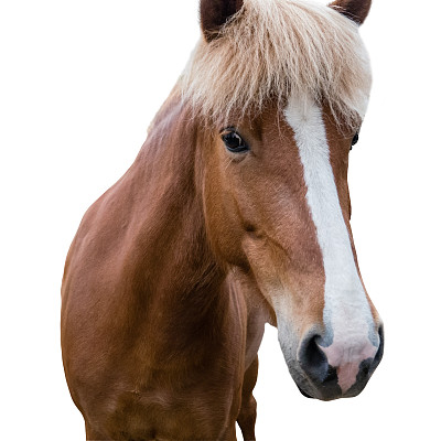 口鼻上有印记的酢浆马。关闭了。孤立的图片下载