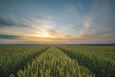 清晨麦田的全景图图片下载