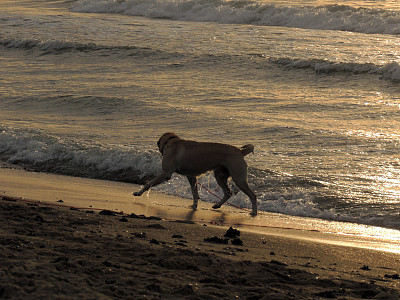 海滩上的狗图片下载