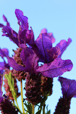 薰衣草花的特写图片下载