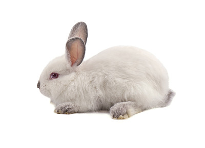 白色的小白兔孤立在白色的背景上图片下载