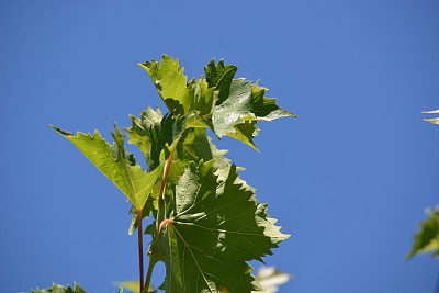 葡萄树植物图片下载