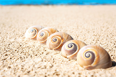 沙滩上有五个贝壳。Landsnail。在户外特写。图片下载
