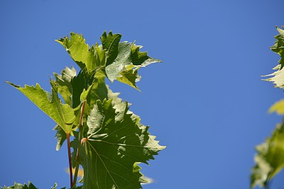 葡萄树植物图片下载