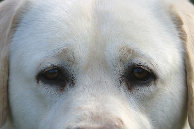 拉布拉多寻回犬的眼睛图片下载