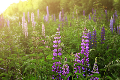 近距离拍摄羽扇豆野花图片下载