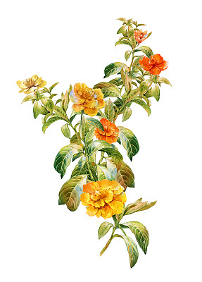 叶和花的水彩画图片下载