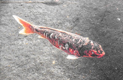 不要忸怩作态图片下载