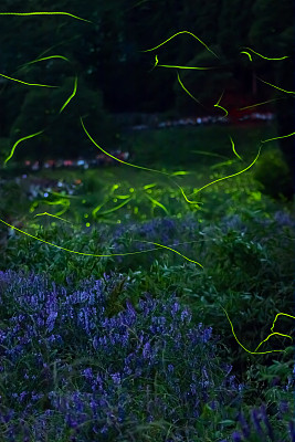 萤火虫图片下载