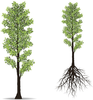 有根的大树图片下载