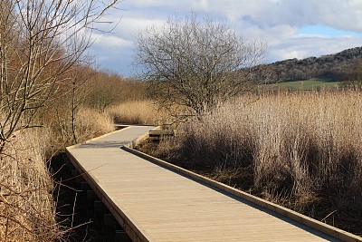 雷顿苔藓2图片下载