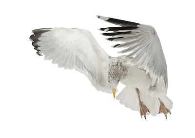 欧洲银鸥，Larus argentatus, 4岁，会飞图片下载