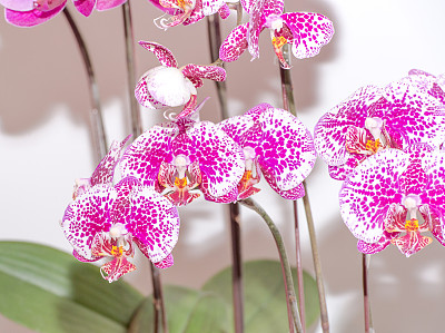 粉红色斑点兰花图片下载