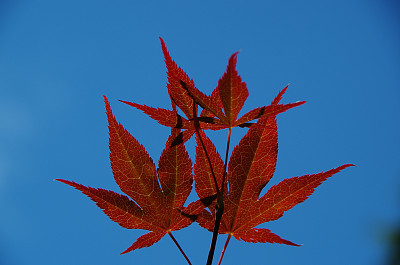 彩色的叶子图片下载