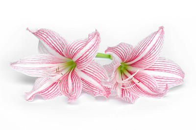 孤挺花孤立在白色背景上图片下载