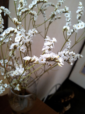 白色的花朵图片下载