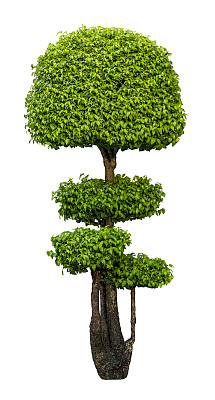 户外装饰植物图片下载
