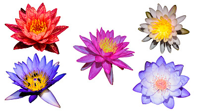 将睡莲和荷花分开混合图片下载