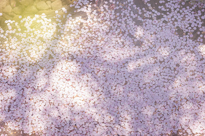 浪漫樱花图片素材ID：169288966