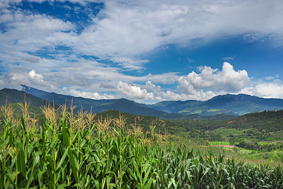 雨季里群山环绕的玉米地图片下载
