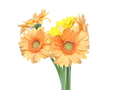 白色背景中的德兰士瓦雏菊素材图片