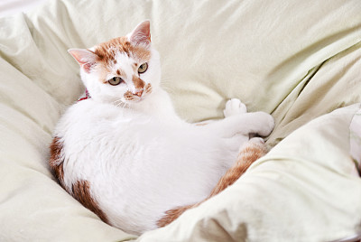 猫在床上图片下载