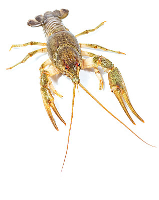 小龙虾靠近孤立的白色背景图片下载