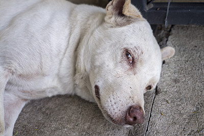 特写照片的脸的狗躺着图片下载