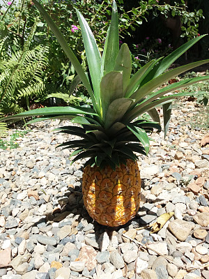 一个带头的菠萝图片下载