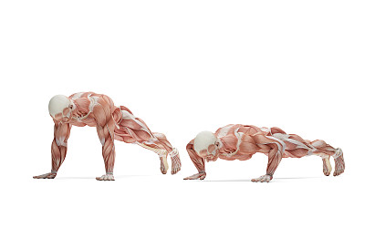 推高运动。解剖学插图。孤立。剪切路径图片下载