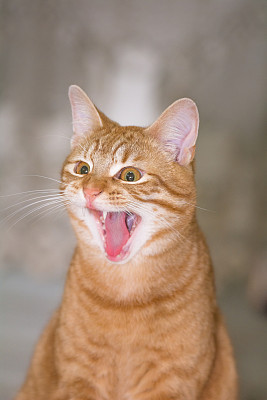 一只红虎猫在打哈欠图片下载