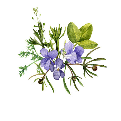 水彩画野花图片下载