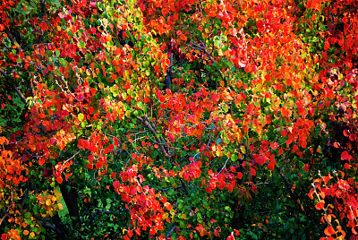 秋天的调色板图片下载