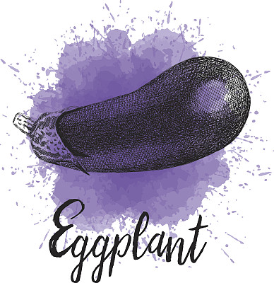 矢量插图茄子描绘在手绘图形图片下载