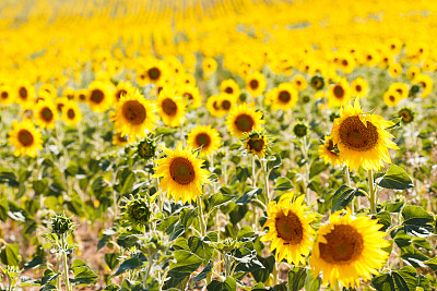 法国普罗旺斯的向日葵田图片下载