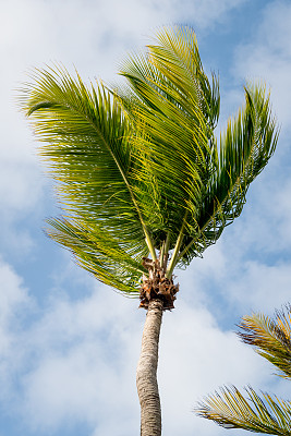 椰子树在加勒比海茁壮成长图片下载