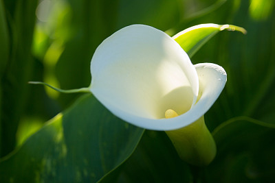 Zantedeschia花图片下载