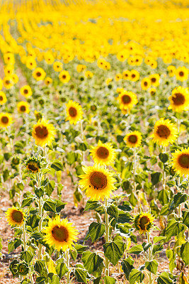 法国普罗旺斯的向日葵田图片下载