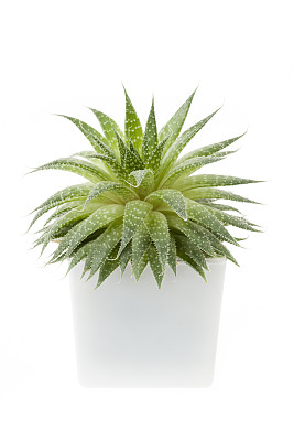 肉质植物素材图片