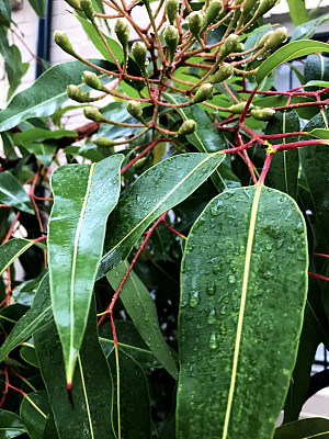 红色的花胶图片下载