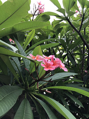 鸡蛋花图片下载