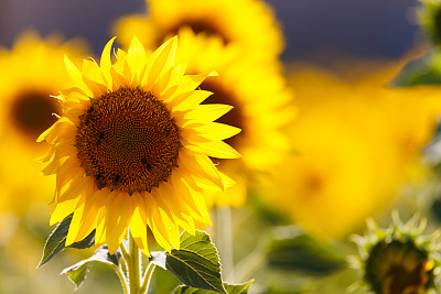 法国普罗旺斯的向日葵田图片下载