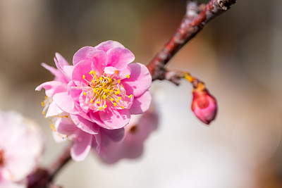 樱花图片素材ID：169337914