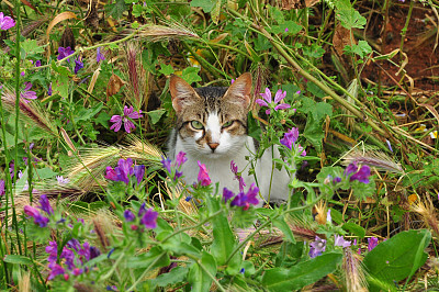 家猫盯着图片下载